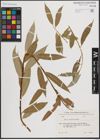 Foto von Salix excelsa S. G. Gmel.
